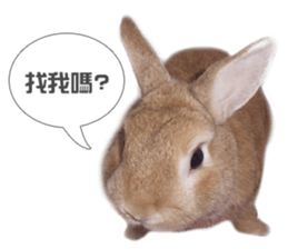 Rabbit King potato sticker #13728257