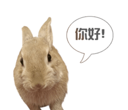 Rabbit King potato sticker #13728260