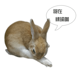 Rabbit King potato sticker #13728266