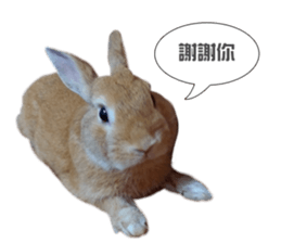 Rabbit King potato sticker #13728274