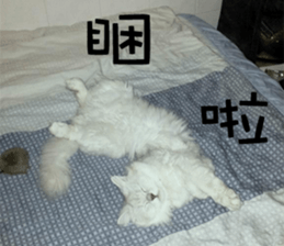 cute cat B1 sticker #13728707