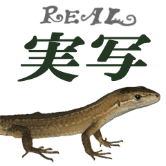 Reptiles! Japanese Grass Lizard Stickers