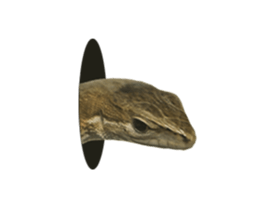 Reptiles! Japanese Grass Lizard Stickers sticker #13728822