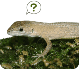 Reptiles! Japanese Grass Lizard Stickers sticker #13728823