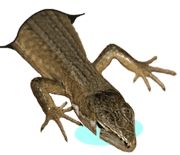 Reptiles! Japanese Grass Lizard Stickers sticker #13728829