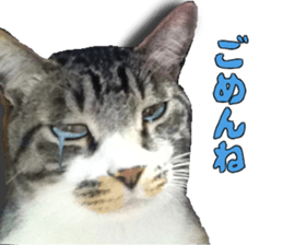 Interesting dog cat sticker sticker #13729311