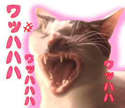 Interesting dog cat sticker sticker #13729312