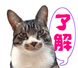 Interesting dog cat sticker sticker #13729314