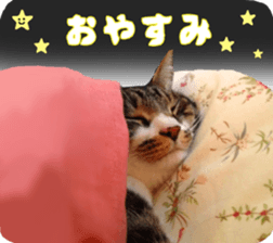 Interesting dog cat sticker sticker #13729325