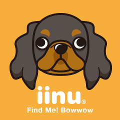 iinu - King Charles Spaniel