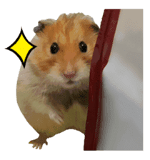 Golden Hamster~MoMoJai~(Eng ver.) sticker #13729990