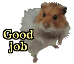 Golden Hamster~MoMoJai~(Eng ver.) sticker #13730013