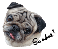 Pug-Make money (English ver.) sticker #13730285