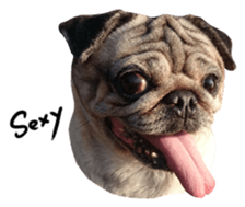 Pug-Make money (English ver.) sticker #13730291