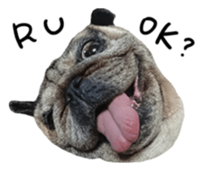 Pug-Make money (English ver.) sticker #13730292