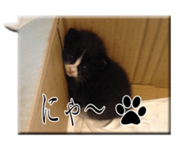 Howl2 sticker #13730677