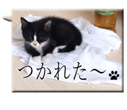 Howl2 sticker #13730680