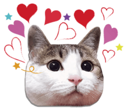 Cat sector spokesperson sticker #13731734