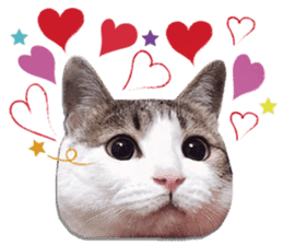 Cat sector spokesperson sticker #13731734