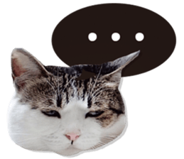 Cat sector spokesperson sticker #13731735