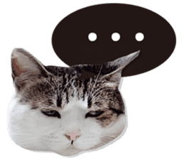 Cat sector spokesperson sticker #13731735