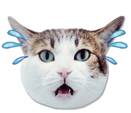 Cat sector spokesperson sticker #13731736
