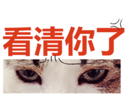 Cat sector spokesperson sticker #13731737