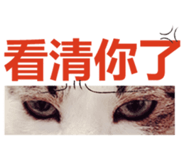 Cat sector spokesperson sticker #13731737