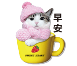 Cat sector spokesperson sticker #13731739