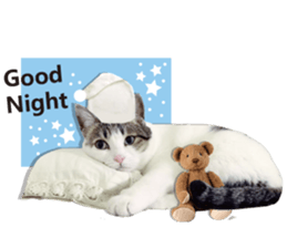 Cat sector spokesperson sticker #13731740