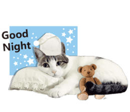 Cat sector spokesperson sticker #13731740