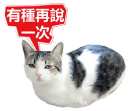Cat sector spokesperson sticker #13731741