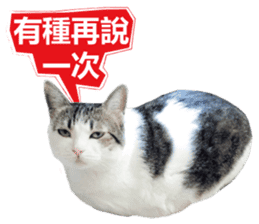 Cat sector spokesperson sticker #13731741