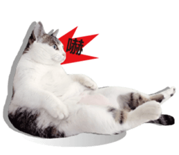 Cat sector spokesperson sticker #13731742