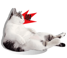 Cat sector spokesperson sticker #13731742