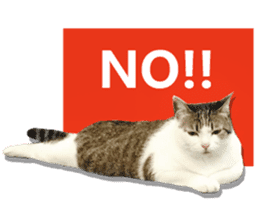 Cat sector spokesperson sticker #13731744