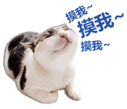 Cat sector spokesperson sticker #13731745