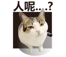 Cat sector spokesperson sticker #13731746