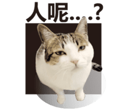 Cat sector spokesperson sticker #13731746