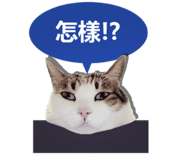 Cat sector spokesperson sticker #13731747