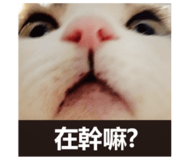 Cat sector spokesperson sticker #13731748