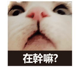 Cat sector spokesperson sticker #13731748