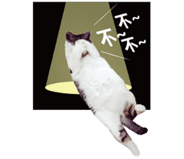 Cat sector spokesperson sticker #13731751