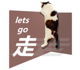 Cat sector spokesperson sticker #13731752