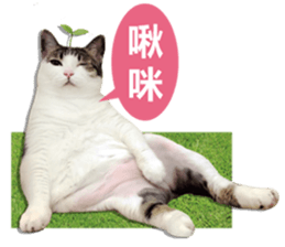 Cat sector spokesperson sticker #13731754