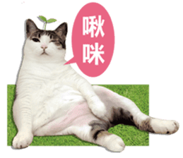 Cat sector spokesperson sticker #13731754