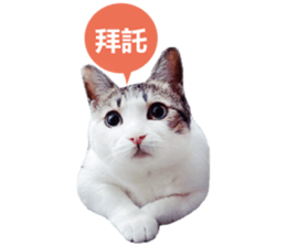 Cat sector spokesperson sticker #13731755