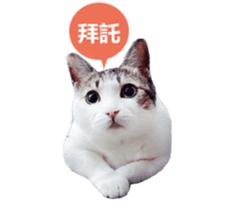 Cat sector spokesperson sticker #13731755