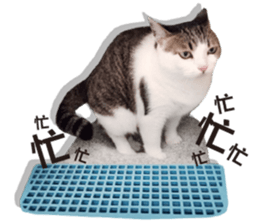 Cat sector spokesperson sticker #13731756