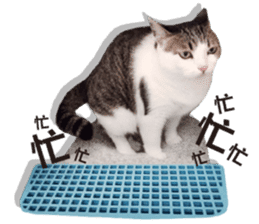 Cat sector spokesperson sticker #13731756